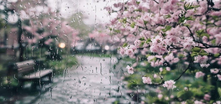 Sounds of Light Rain | Relaxing Rain Ambience for Sleep